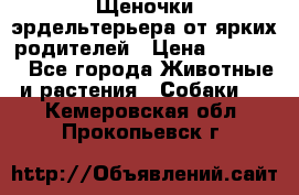 Щеночки эрдельтерьера от ярких родителей › Цена ­ 25 000 - Все города Животные и растения » Собаки   . Кемеровская обл.,Прокопьевск г.